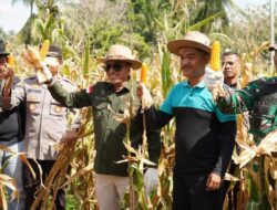 Bupati Tanah Datar Panen Raya Jagung Perdana di Rambatan, Dorong Generasi Milenial Jadi Petani