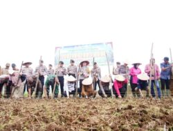 Tanam Jagung Serentak, Pemda dan Polres Tanah Datar Dukung Swasembada Pangan 2025