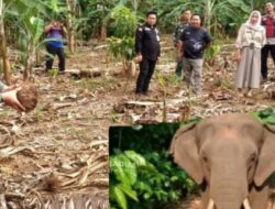 Gajah Liar Hantui Warga, Rusak Lahan Perkebunan